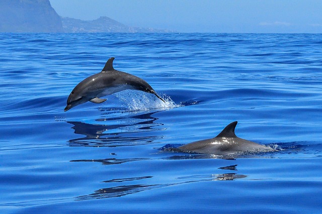 dolphinwatching