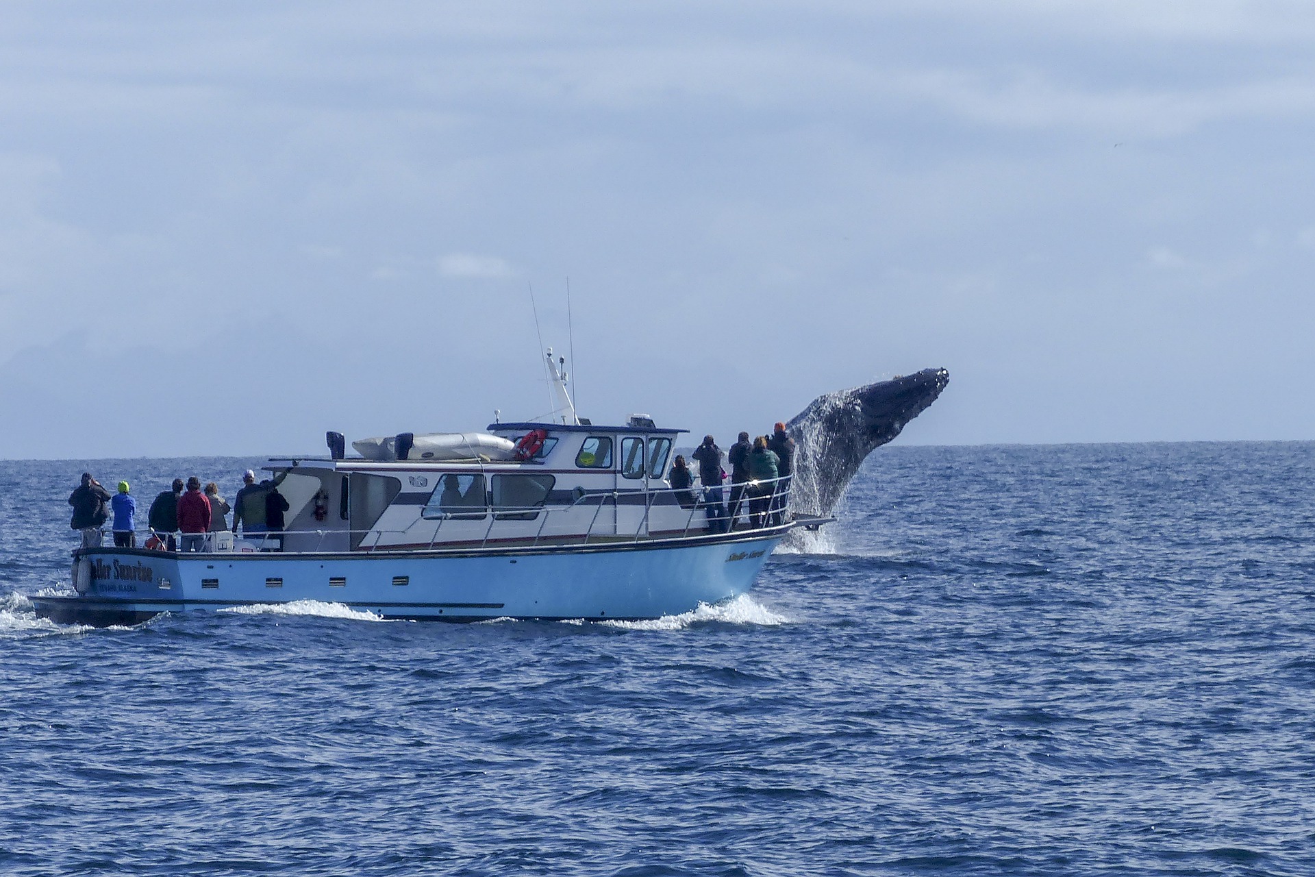 whalewatching
