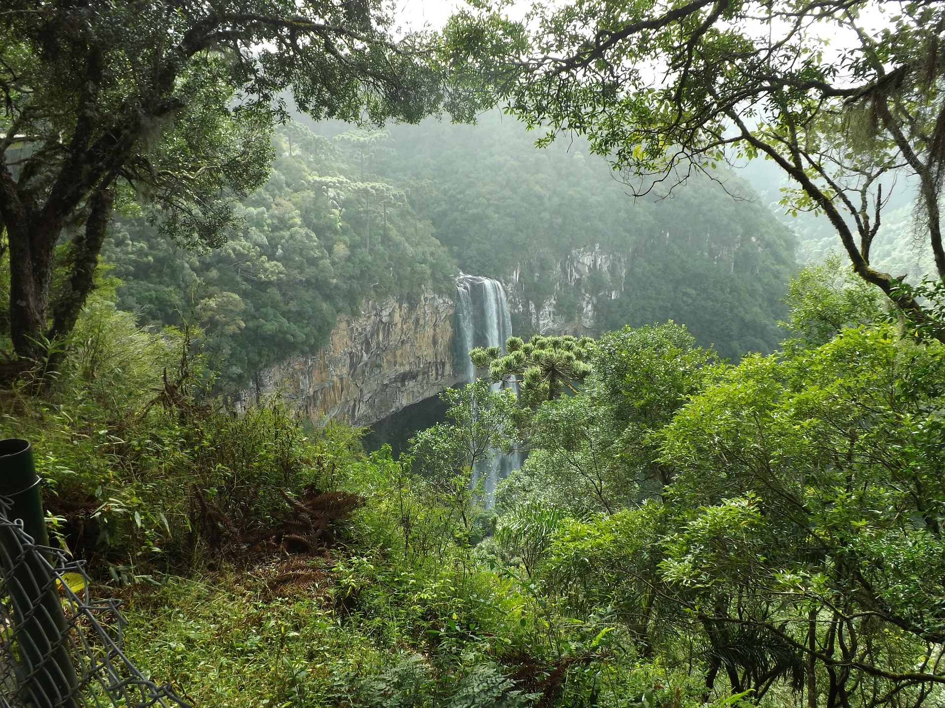 forests