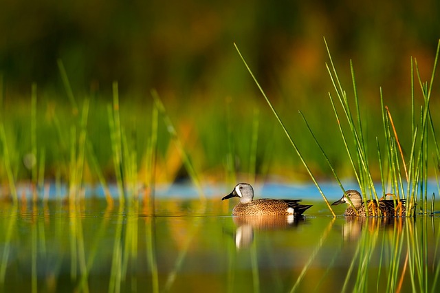 natureandwildlife