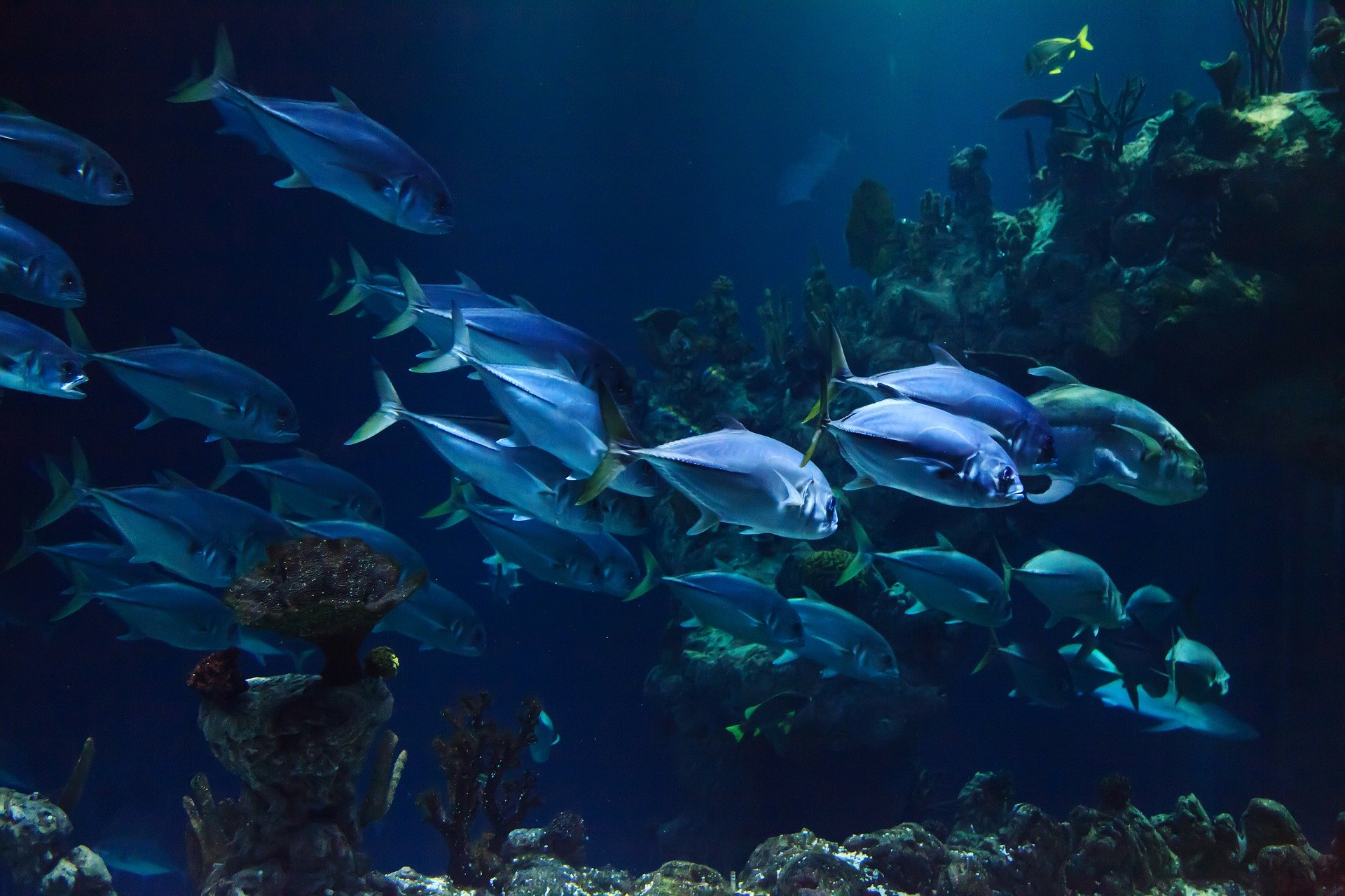 aquariums